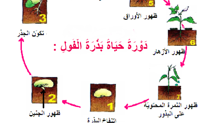 تظهر الصور نبات الفول في مراحل مختلفة من النمو ما الترتيب الصحيح لهذه المراحل